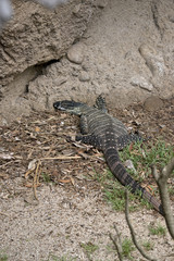 heath monitor lizard