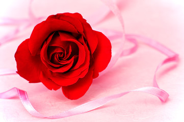 Valentines Day Roses
