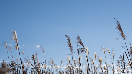 すすきと空