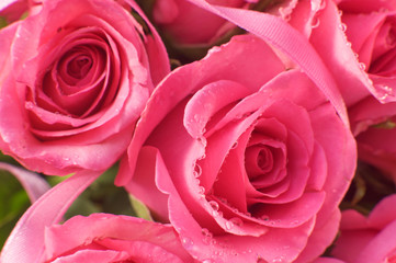 Fototapeta premium Pink Roses