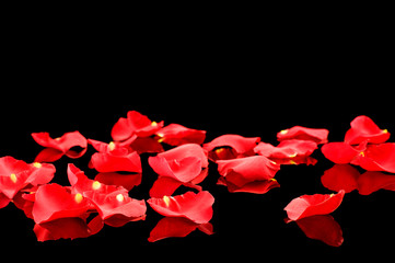 Red rose petals on Black Background
