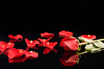 Red Rose and Petals