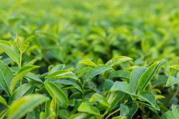 fresh Green tea bud leaves in a tea plantation in morning, close up