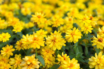 close up of yellow flowers spring rape meadow field, at Singha Park, nothern Thailand