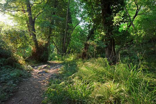 Chemin et sous bois en forêt de Costa verde en haute corse © hassan bensliman