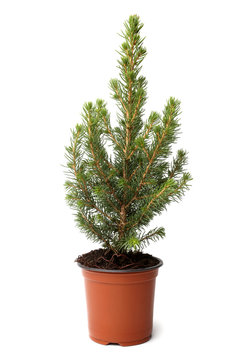 Little fir tree in pot