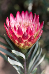 Protea Flower blooming