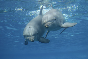 Obraz premium Zwei Große Tümmler, Tursiops truncatus, unter Wasser