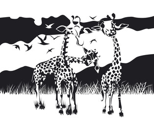 Trois girafes dans la savane en noir et blanc