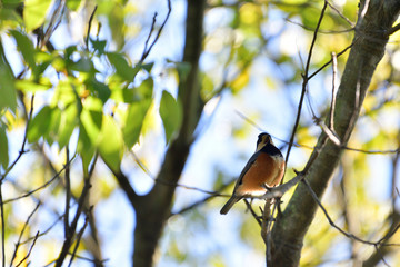 varied tit