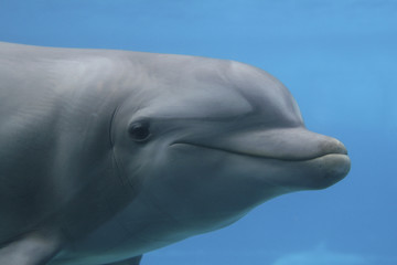 Obraz premium Großer Tümmler, Tursiops truncatus, unter Wasser