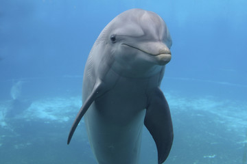 Naklejka premium Großer Tümmler, Tursiops truncatus, unter Wasser