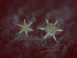Two snowflakes glowing on dark textured background. Macro photo of real snow crystals: small star...