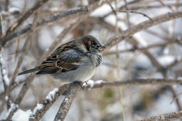 house sparrow in winter