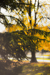 Background bright autumnal landscape of the park on a sunny day