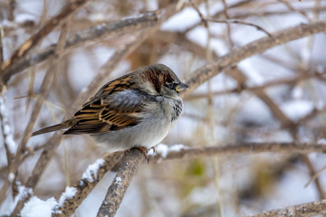 Fototapeta premium house sparrow in winter