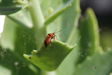 The beetle creeps on the plant