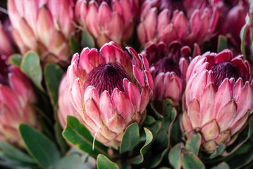 Proteas in South Africa