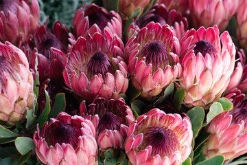 Bunch of flower Proteas