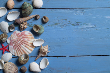 Seashells on wooden background