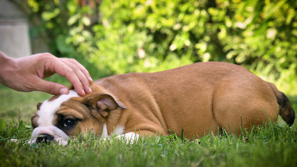 Beautiful white brown english bulldog, beautiful face sitting on grass, nature background. Concept:...