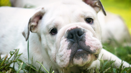 Beautiful white brown english bulldog, beautiful face sitting on grass, nature background. Concept: a parodist dog, favorite animals, true friends, a dog's pedigree, a friend's dog, a small wool.