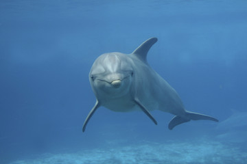 Großer Tümmler, Tursiops truncatus, unter Wasser