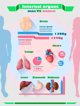 Human Internal Organs Infographic Template 