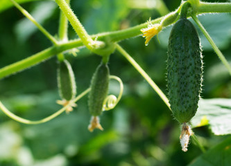 cucumbers