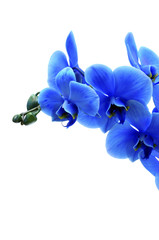 Blue flower orchid