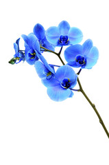 Fototapeta na wymiar Blue flower orchid