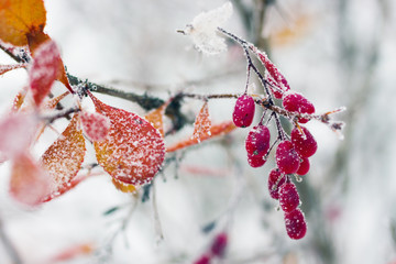 barberry brunches under the snow on the winter day