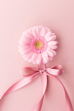 Soft Flower And Pink Bow