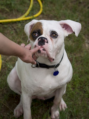 Portrait of a white boxer dog cooling off