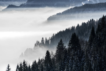 Obrazy na Szkle  Zalesione zbocze góry w nisko położonej mgle doliny z sylwetkami wiecznie zielonych drzew iglastych spowitych mgłą. Malowniczy śnieżny zimowy krajobraz w Alpach, Bawaria, Niemcy.
