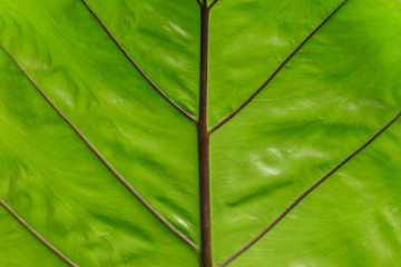 green leaf closeup