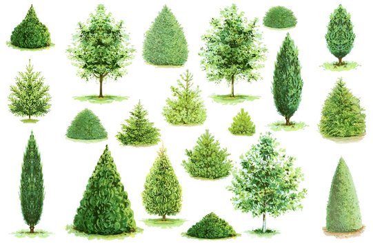 Trees illustration vector collection. Can be used to illustrate any nature or healthy lifestyle topic.