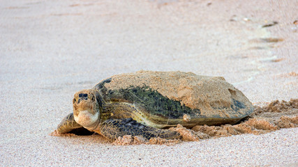 Schildkröte