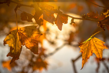 Tree brunch on sun background