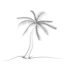 palm tree coconut with leaves, Hand drawn style design in outline monochrome contour on white background Vector illustration