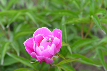 Pink peony flower, close-up