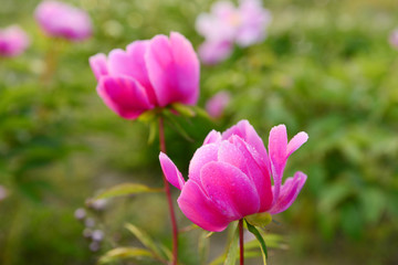 Obraz na płótnie Canvas Pink peony flower, close-up