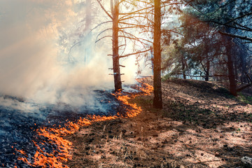 Naklejka premium ogień palić las
