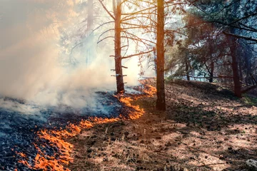 Foto auf Acrylglas Feuer brennen Wald © yelantsevv