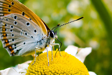 Fototapeta premium Butterfly