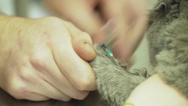 Procedure to take blood from jugular vein of a feline cat in veterinary clinic.Taking blood for analysis in a cat in a vet clinic.
