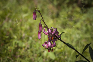 Nahaufnahme T&uuml;rkenbundlilie
