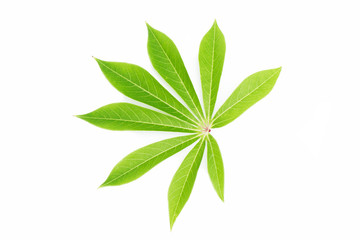 Cassava leaf isolated on white background