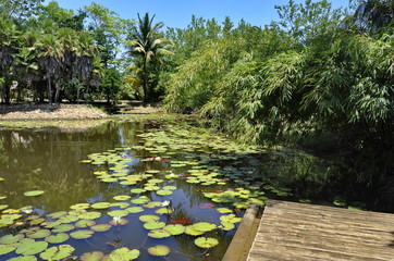 Pond in the Forest in Belize 