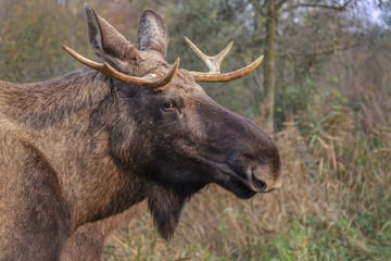 Moose Autumn Netherlands